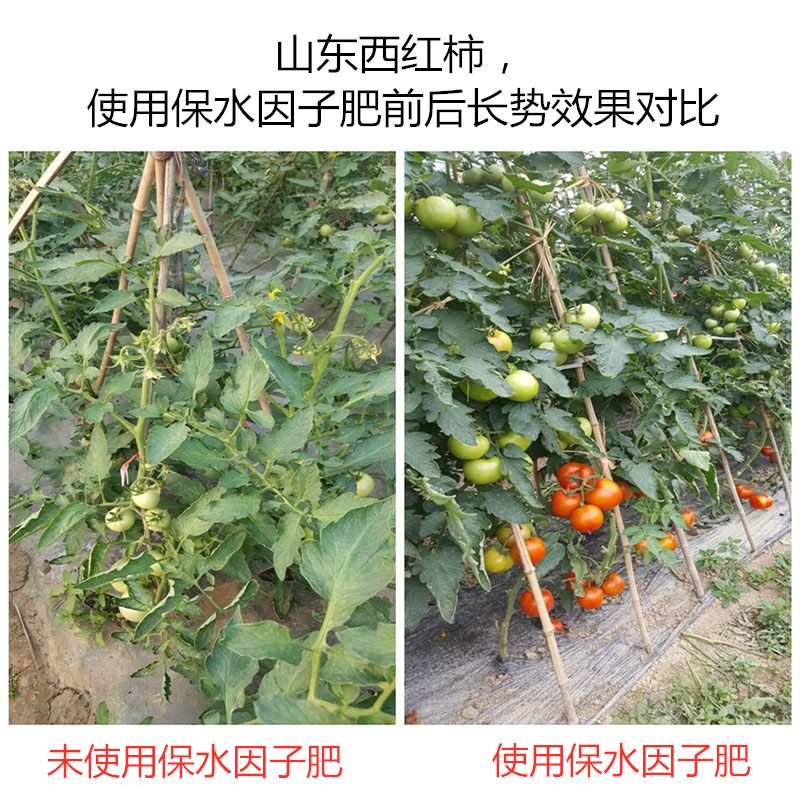 山東西紅柿，使用保水因子肥前后長(zhǎng)勢(shì)效果對(duì)比